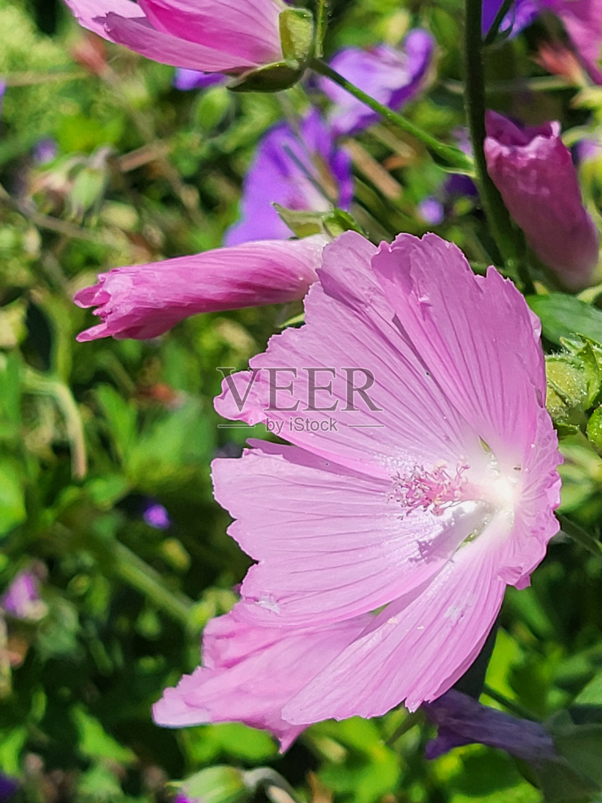 温哥华海堤绿道附近的格兰维尔岛在Sutcliffe公园7月期间的花朵照片摄影图片