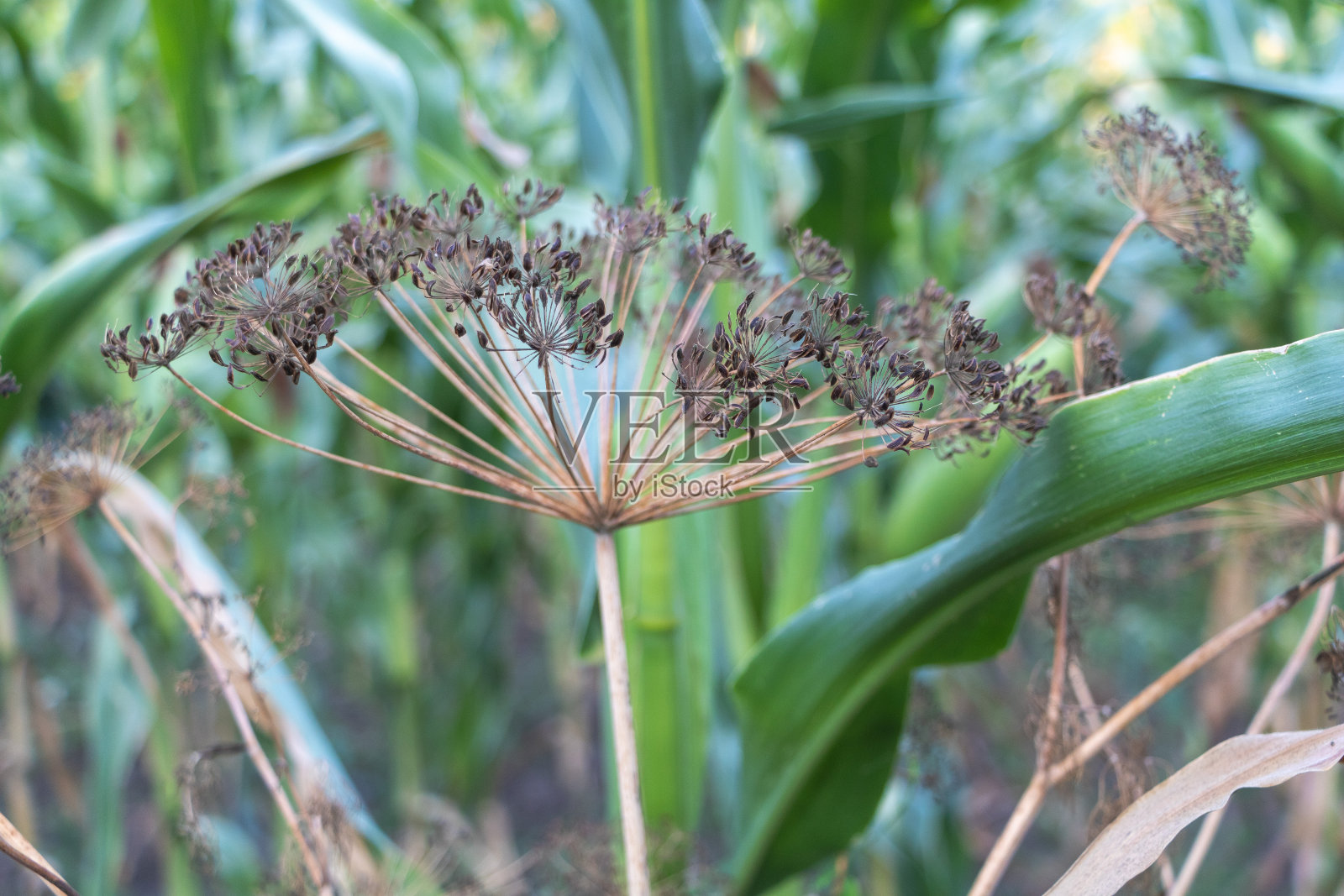 干燥的莳萝籽头生长在有机菜园里，周围是绿叶和高大的玉米杆照片摄影图片