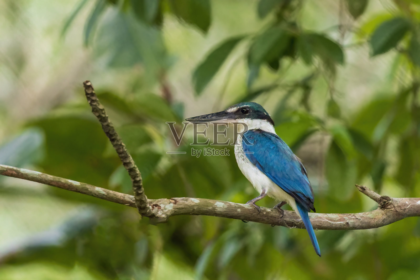 有领翠鸟(Todiramphus chloris)照片摄影图片