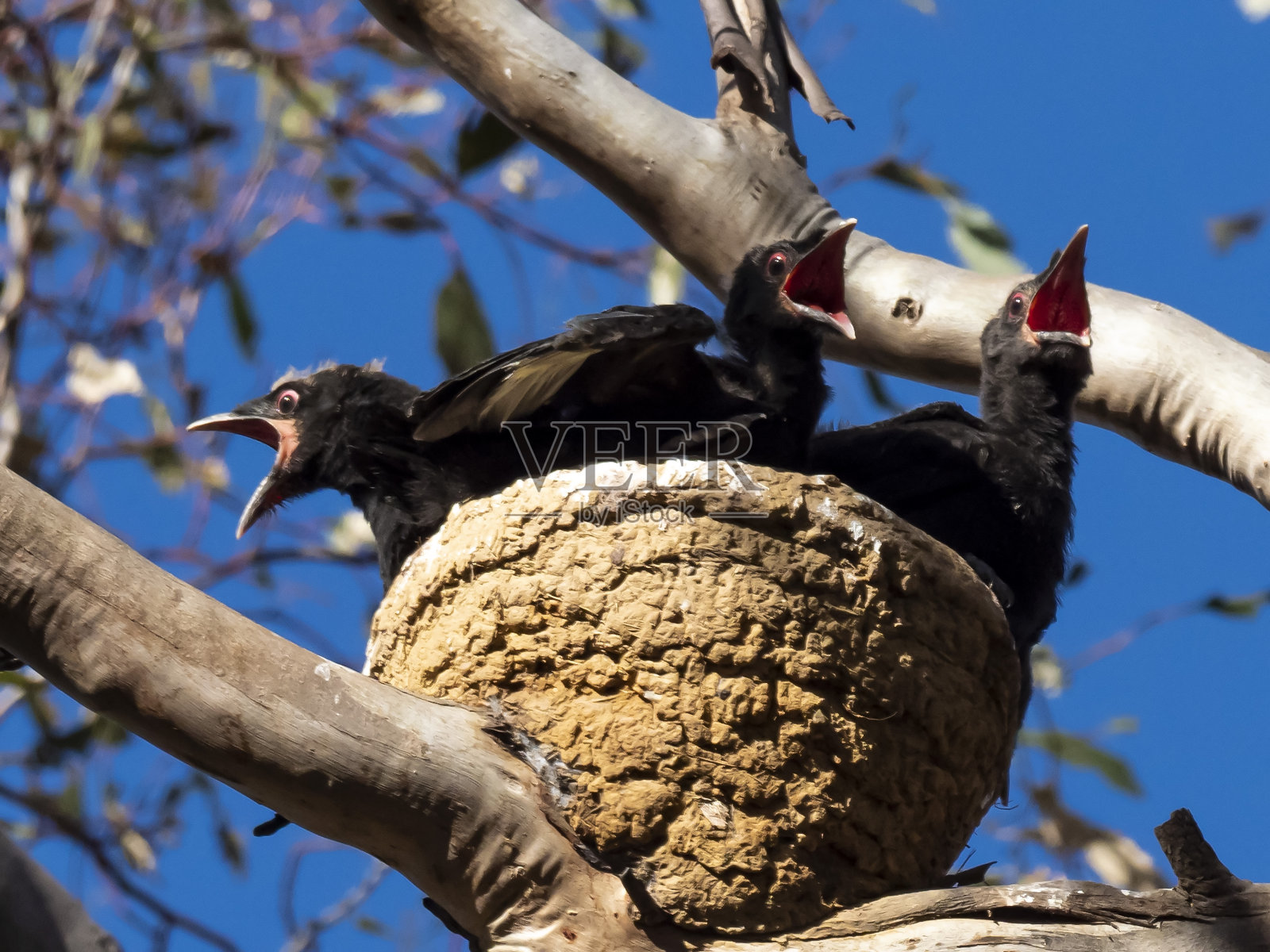 白翅鸦(Corcorax melanorhamphos)照片摄影图片