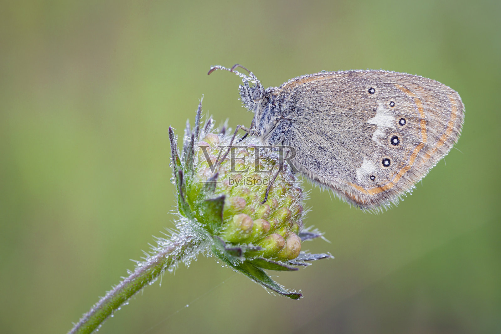 美丽的蝴蝶在清晨的一朵花上露珠。照片摄影图片