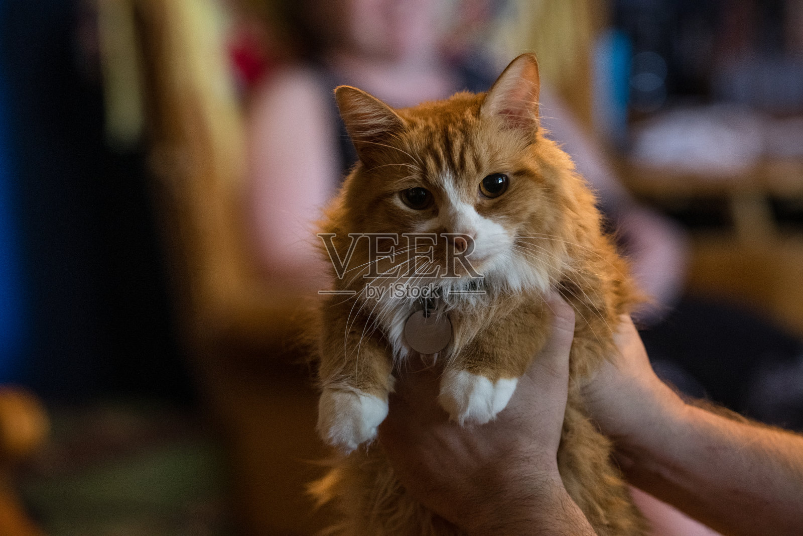 橙色的猫照片摄影图片