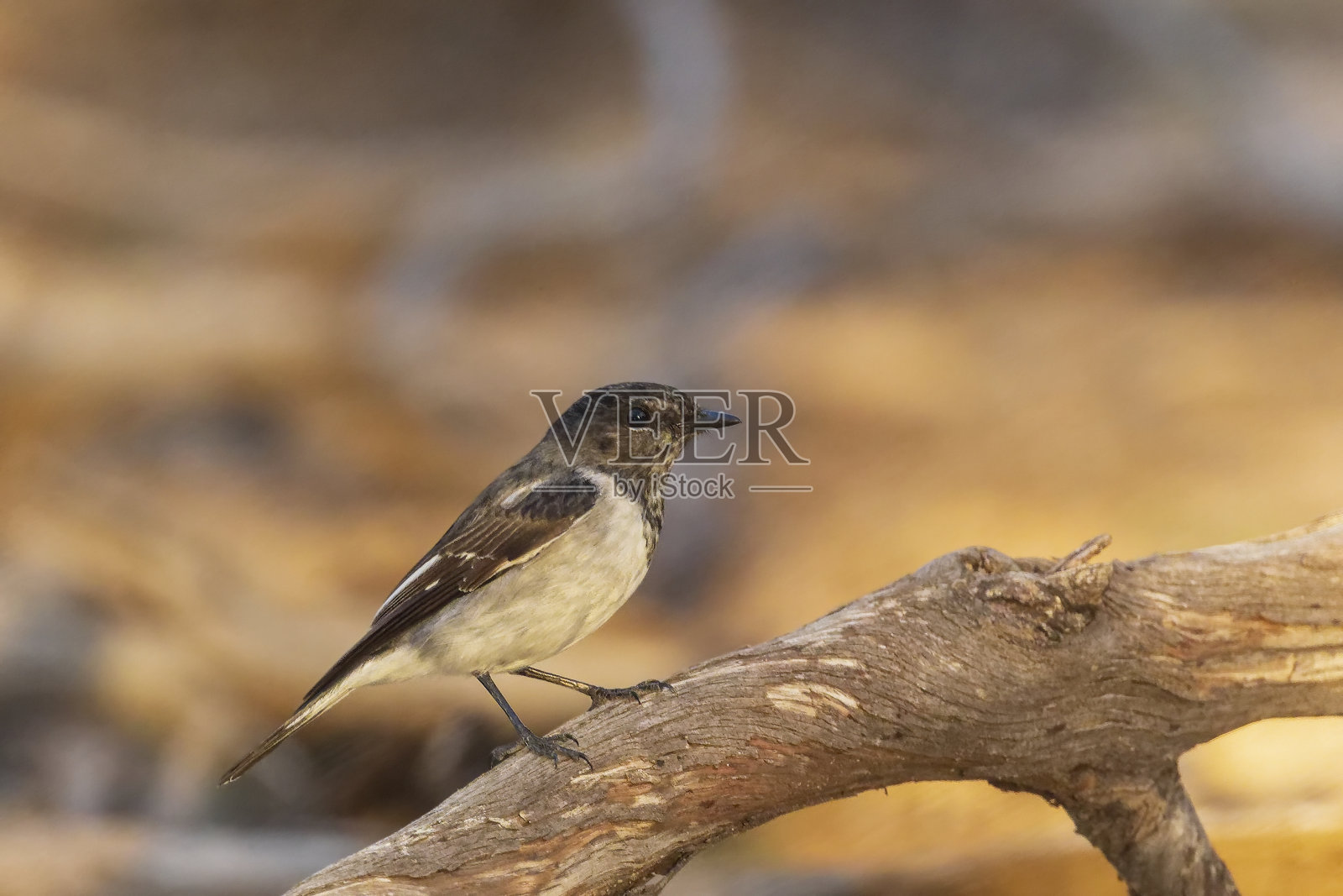 兜帽罗宾(黑桫椤)照片摄影图片