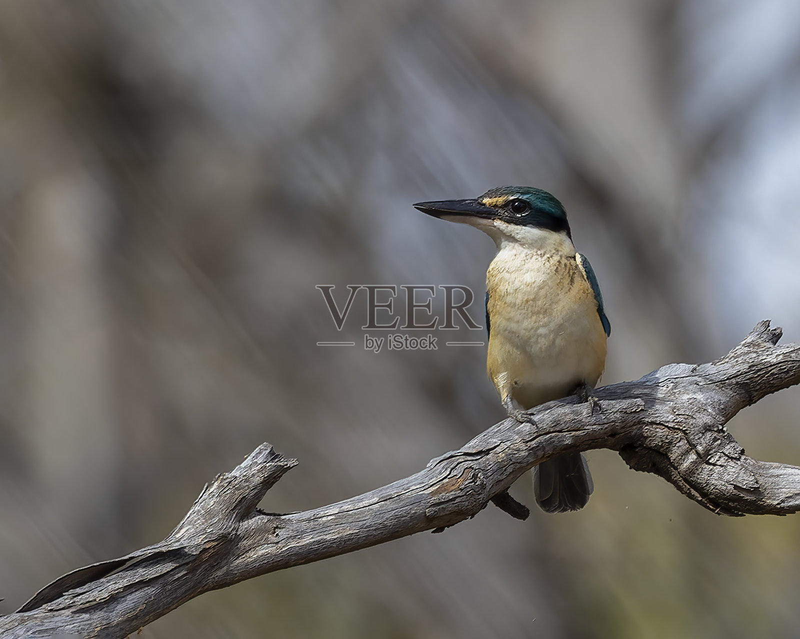 圣翠鸟(Todiramphus sanctus)照片摄影图片