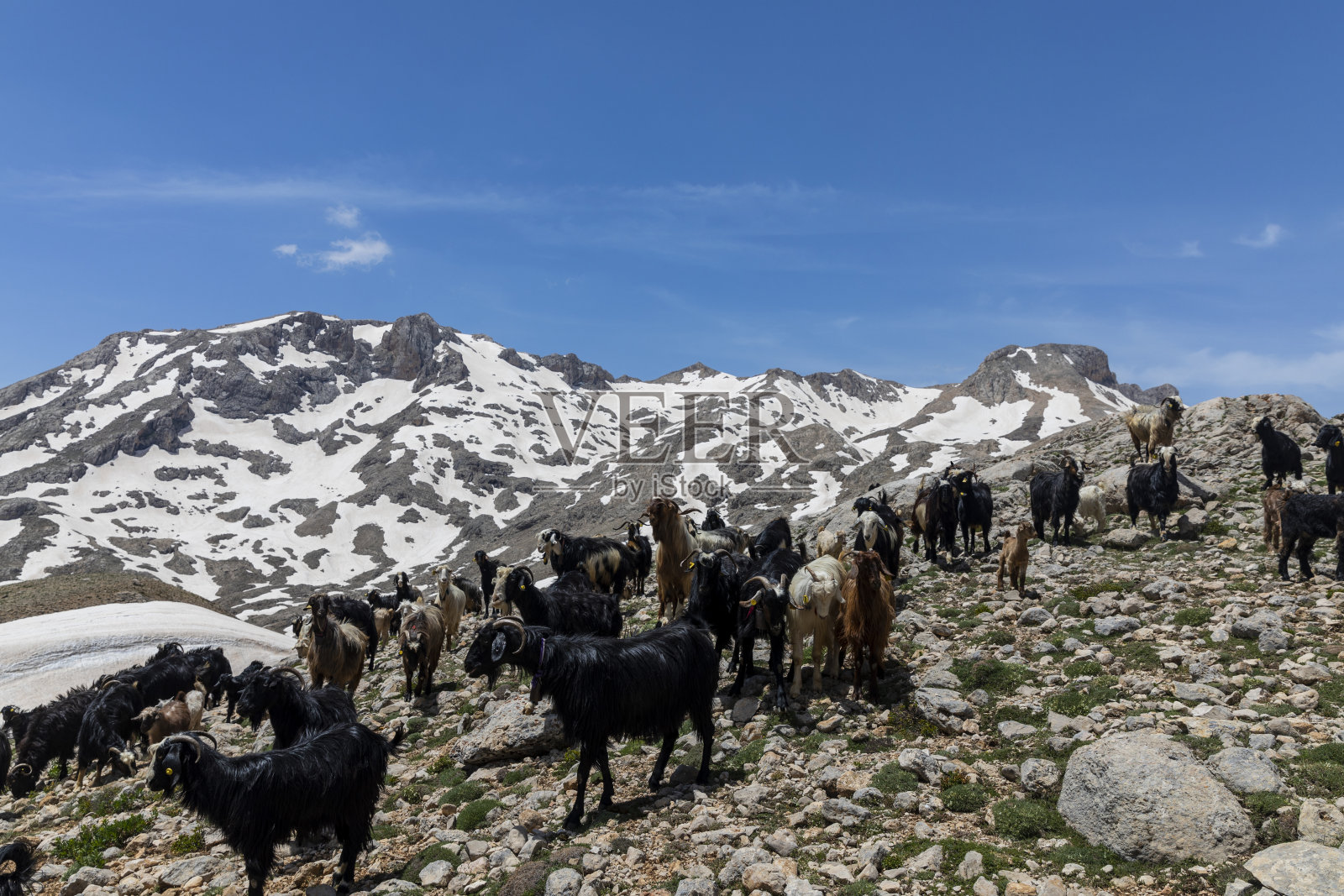 他们通过出售通过饲养水牛、奶牛、绵羊和山羊获得的牛奶、奶酪、酸奶和肉类，为家庭经济做出了贡献，他们成群结队地在日落时去喝水。照片摄影图片