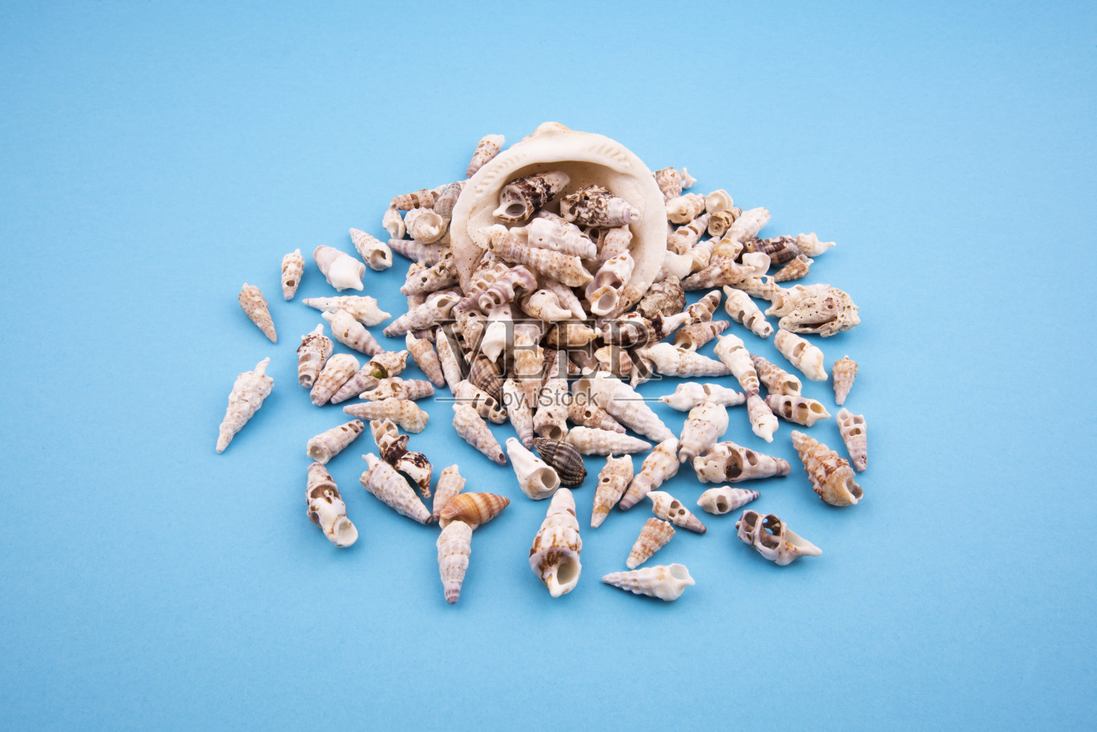一堆贝壳散落在蓝色的背景上。大贝壳和小贝壳照片摄影图片