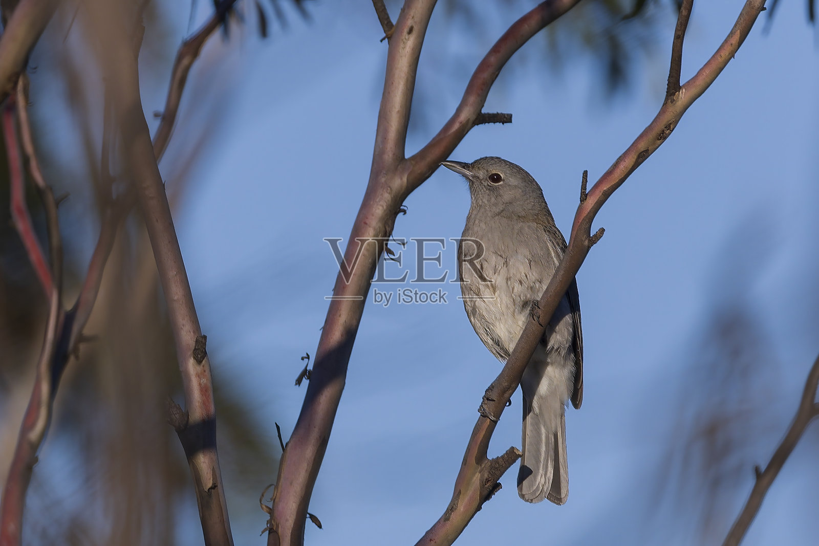 灰鸫(口琴)照片摄影图片