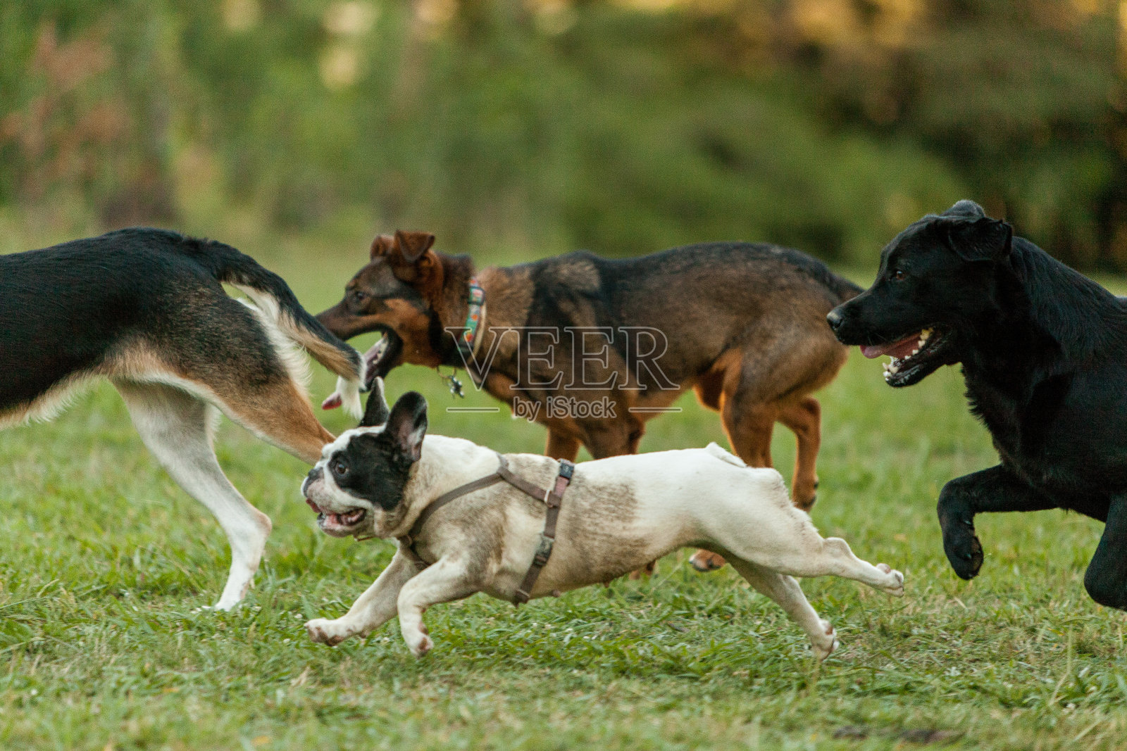 在草地上奔跑的狗照片摄影图片