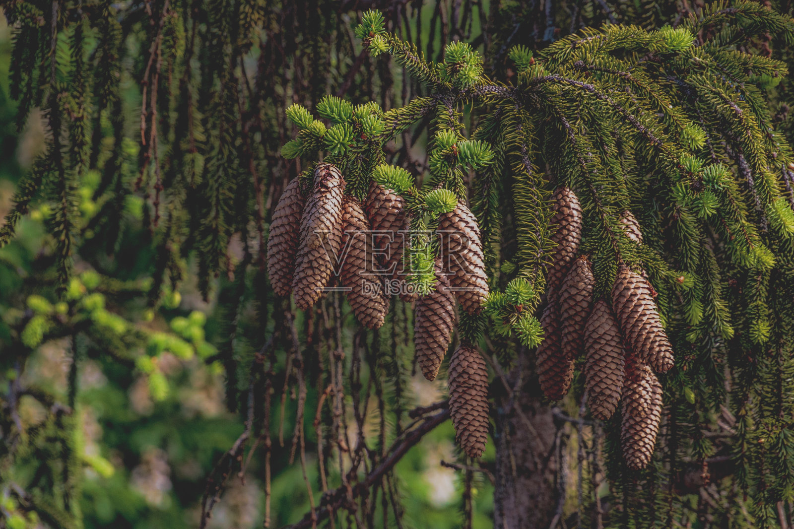 森林里树上的松果特写照片摄影图片
