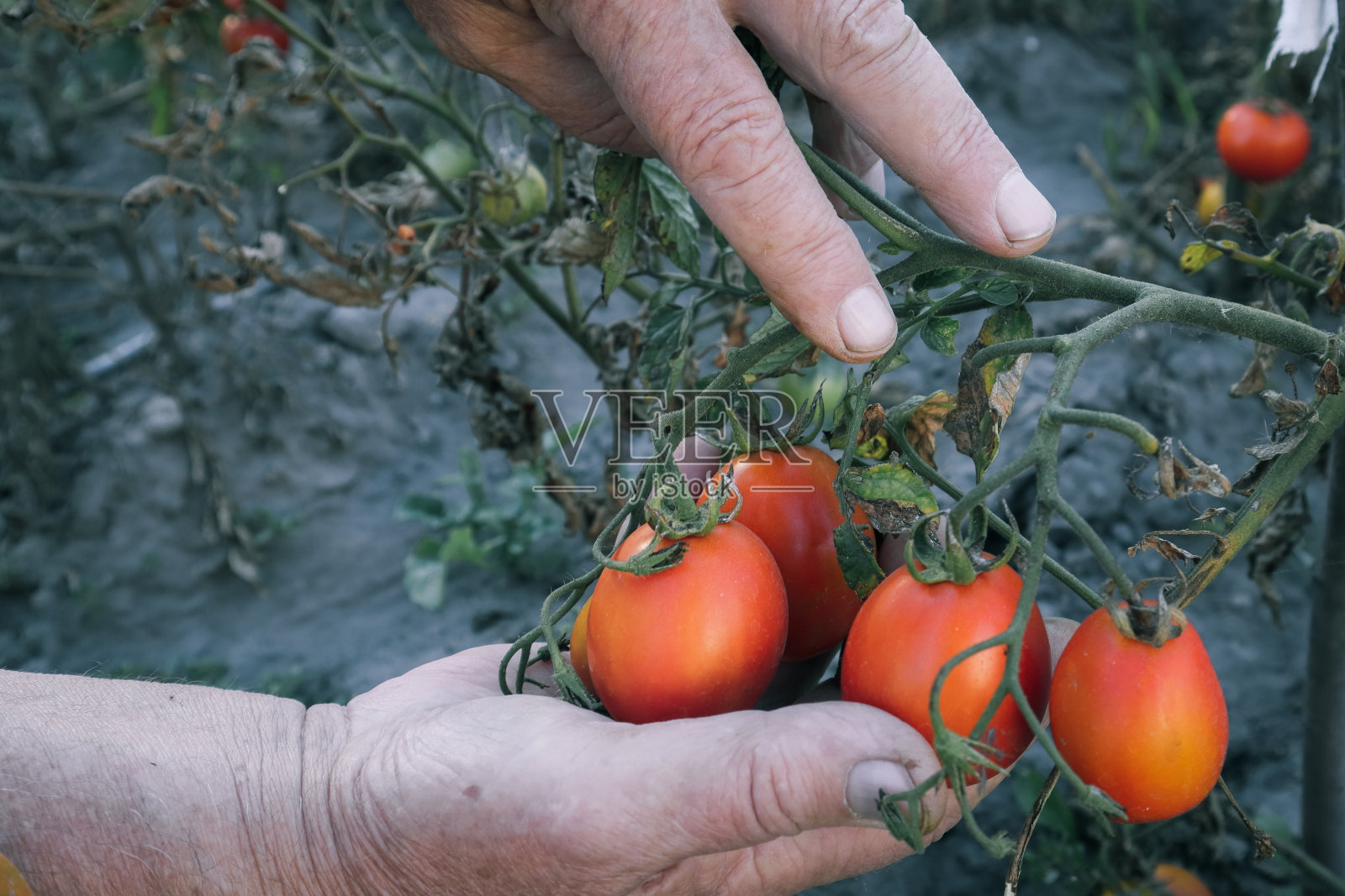 在温室里收割西红柿的手的特写。农民拿着西红柿的特写镜头照片摄影图片