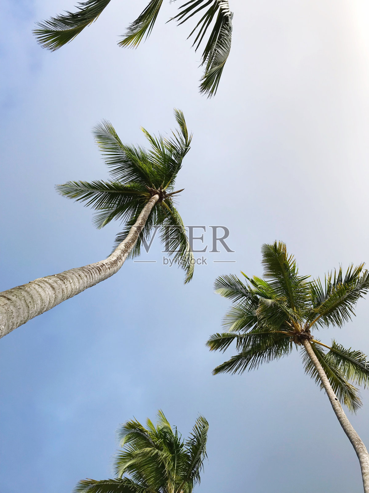 低角度看棕榈树对晴朗的天空照片摄影图片