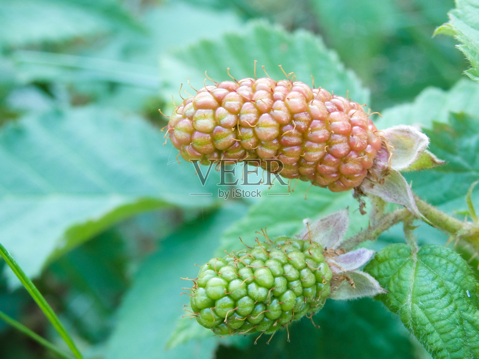 树枝上的有机多汁的新鲜黑莓和模糊的绿叶。长着漂亮成熟的黑莓果实的灌木。照片摄影图片