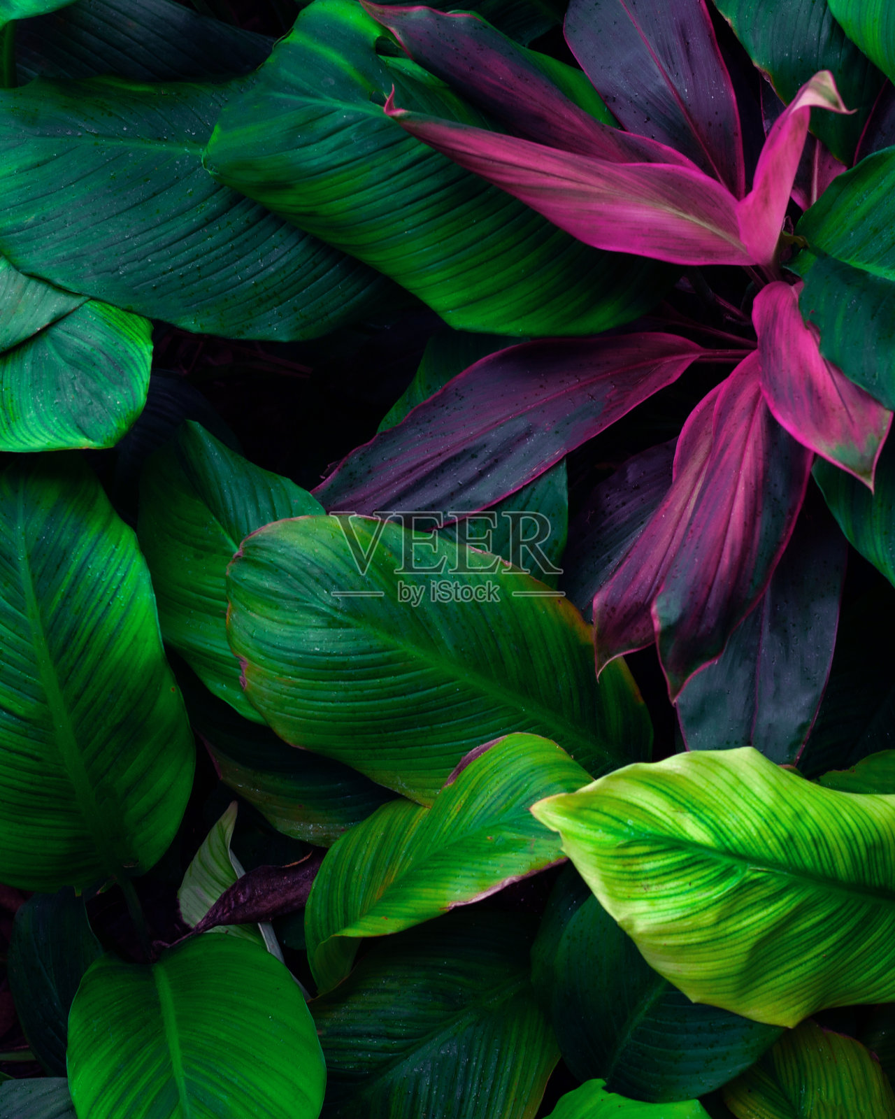 热带树叶背景的特写自然视图照片摄影图片