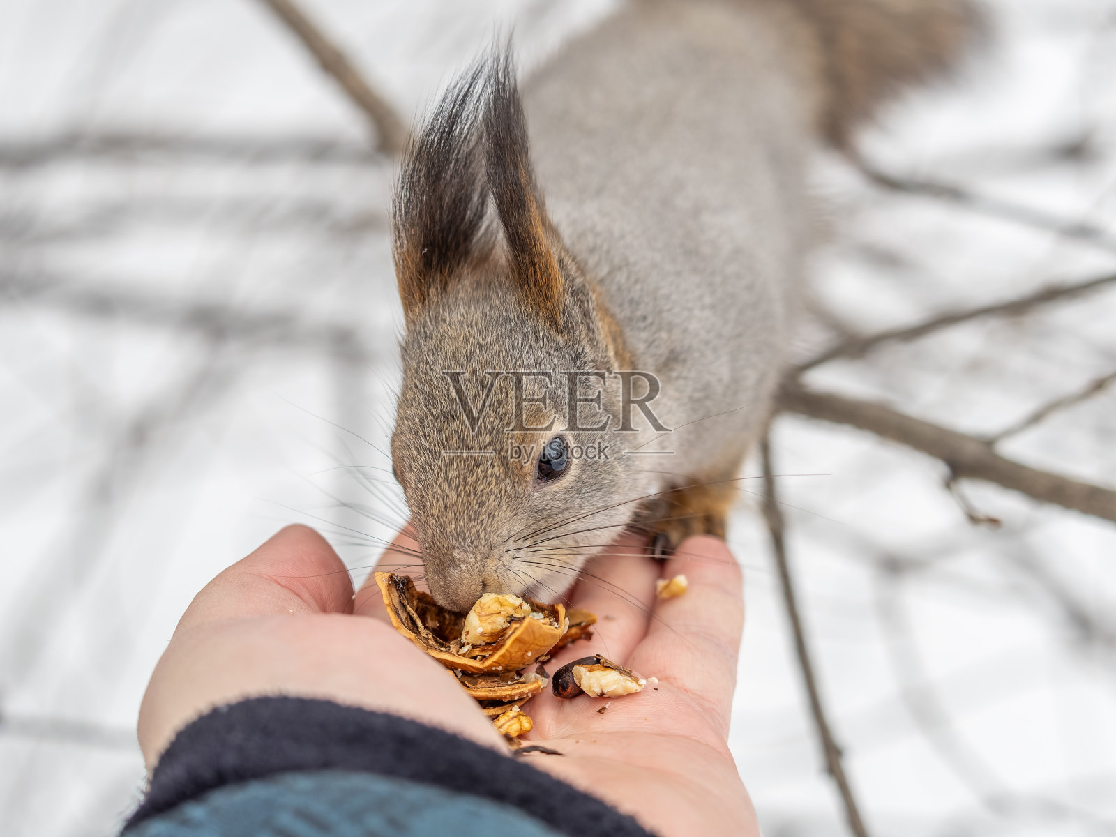 松鼠吃人手里的坚果。在冬季或秋季照顾动物。照片摄影图片