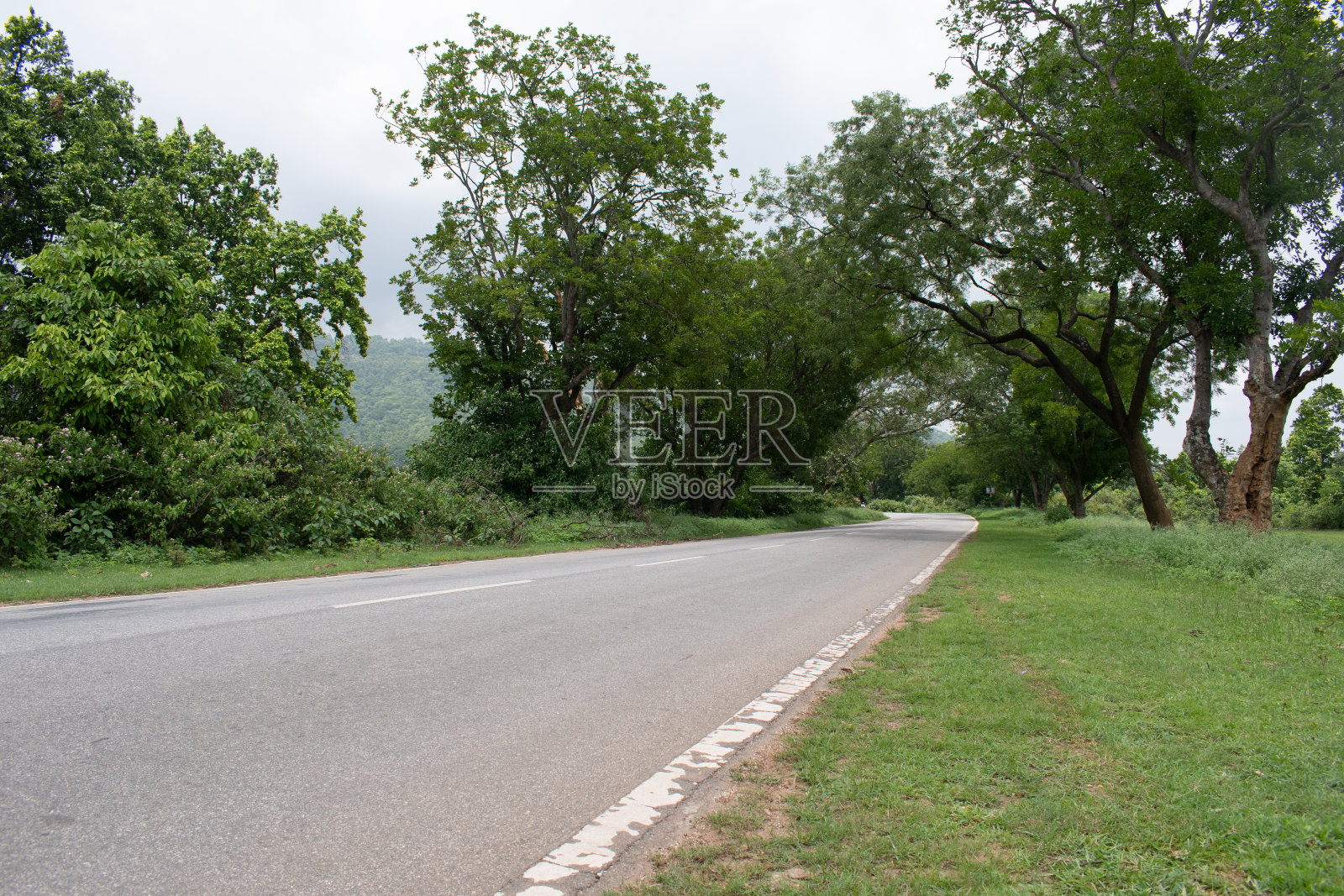 风景如画的柏油路穿过风景秀丽的森林照片摄影图片