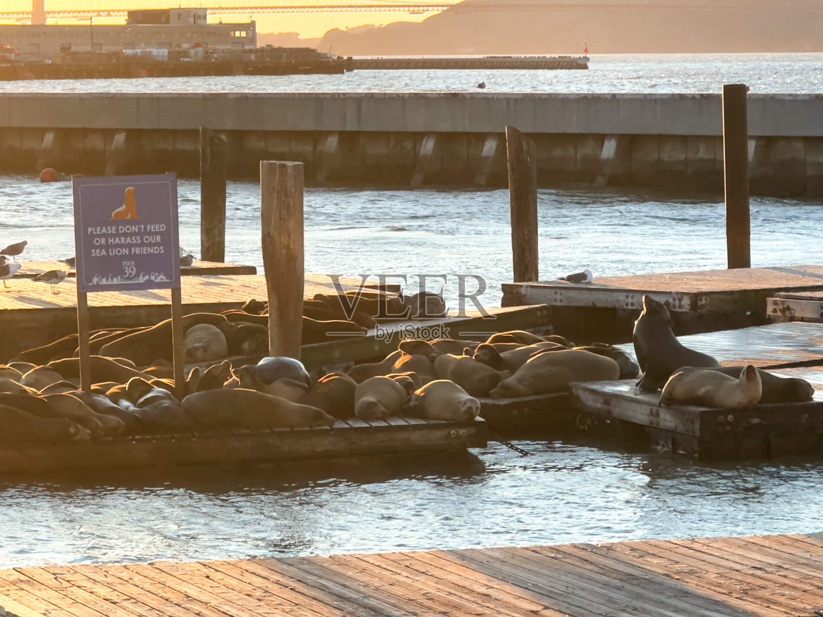 海狮照片摄影图片