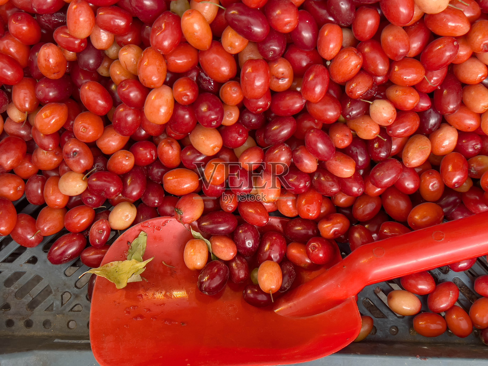 成熟的蔓越莓水果背景在市场照片摄影图片