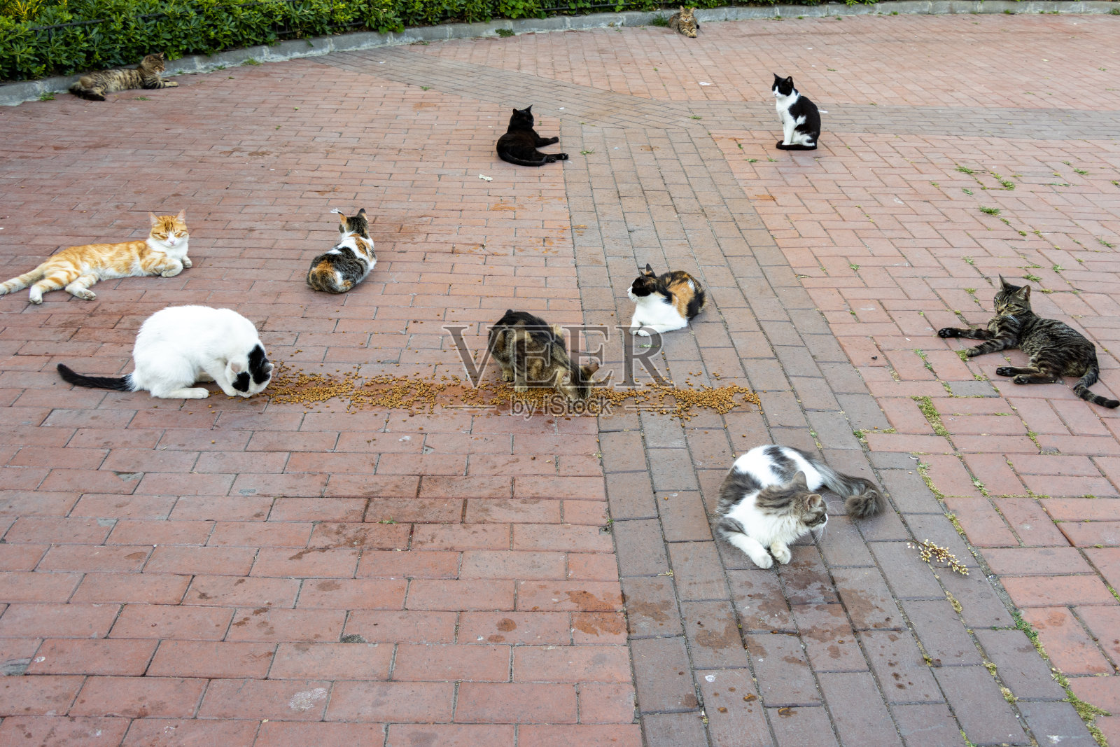 许多流浪猫吃留在地上的猫食照片摄影图片