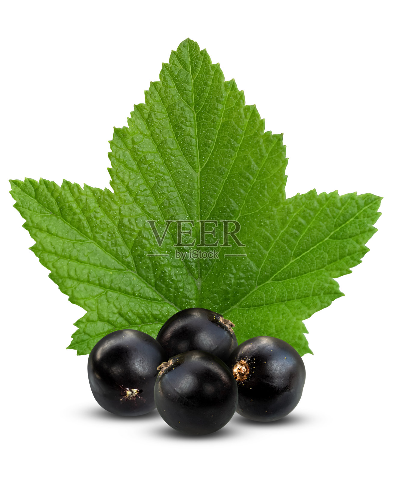 一些新鲜的黑加仑浆果。照片摄影图片