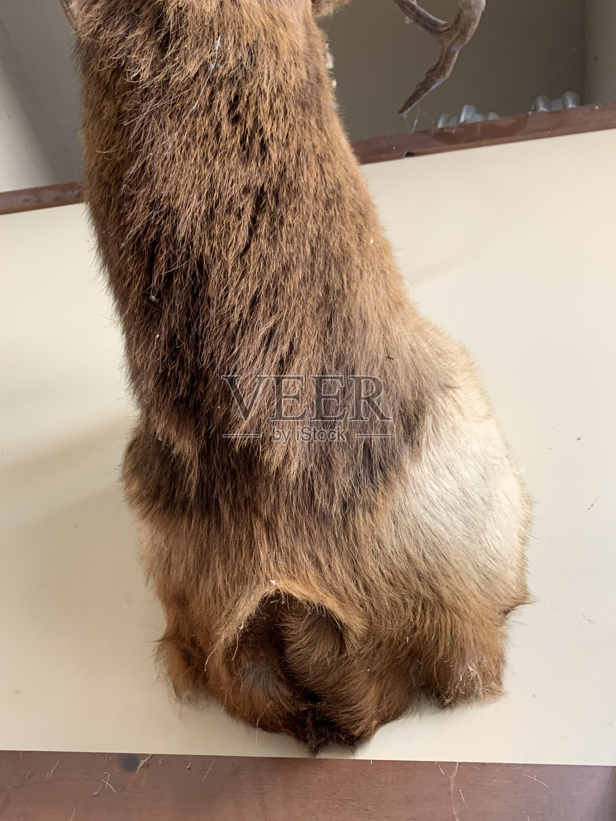 麋鹿照片摄影图片