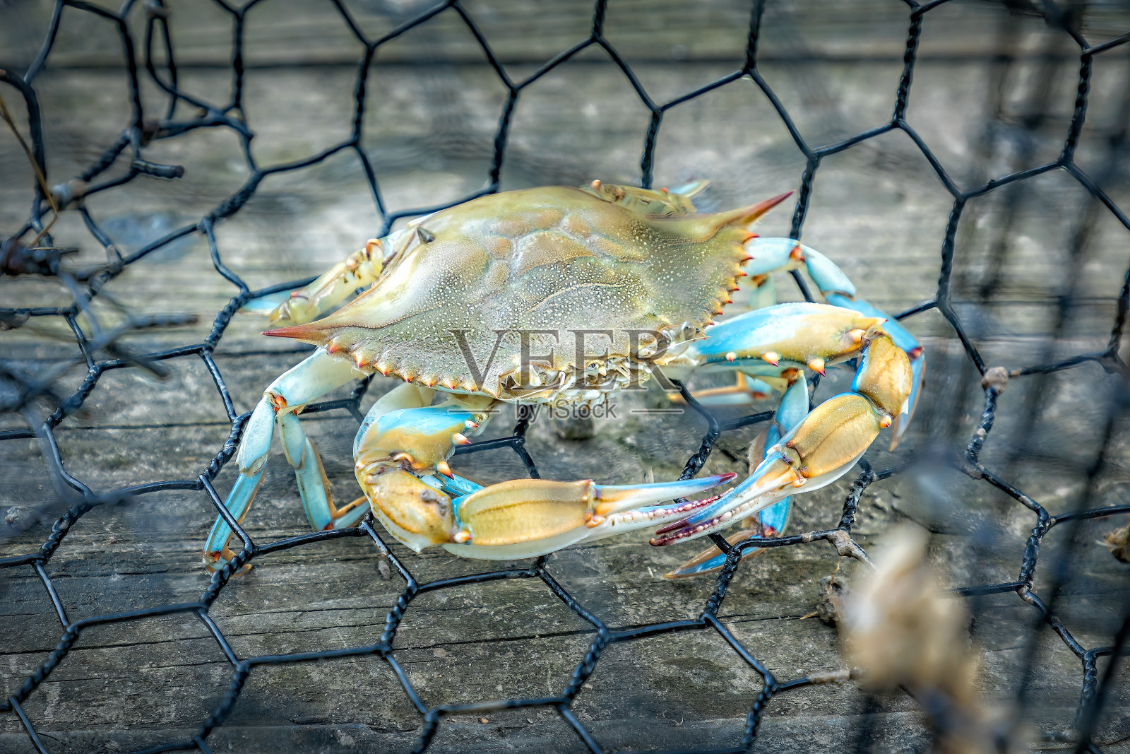 一只蓝蟹被困在陷阱里照片摄影图片