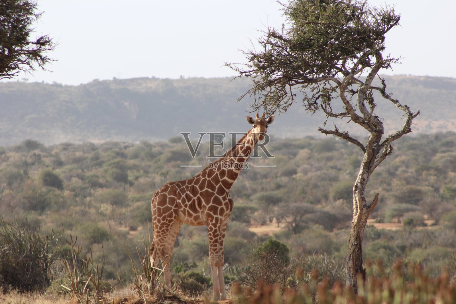 非洲狩猎照片摄影图片