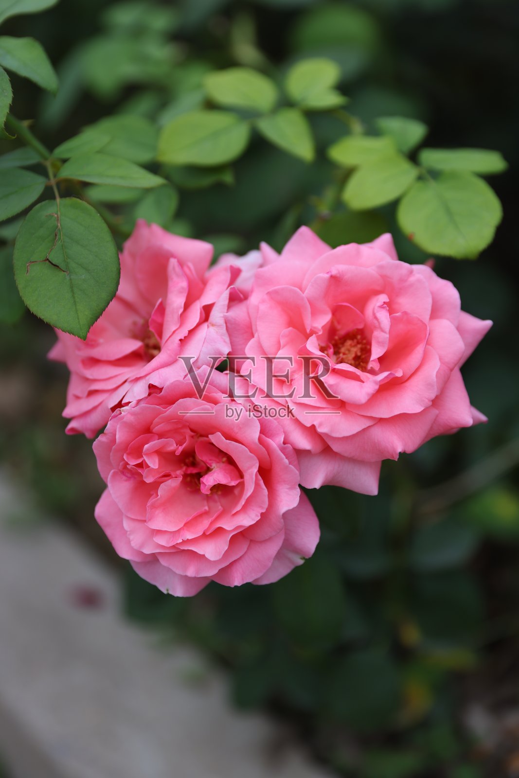 月季。罗莎照片摄影图片