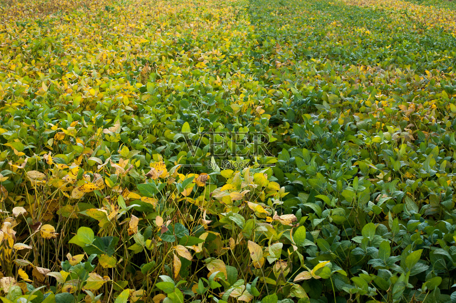 大豆种植品系，不同成熟期的品种照片摄影图片