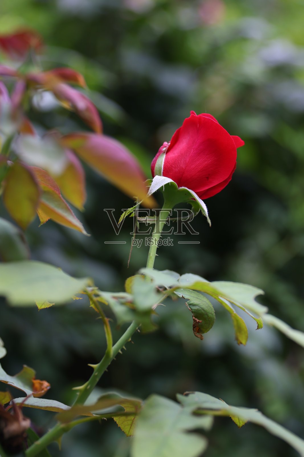 月季。罗莎照片摄影图片