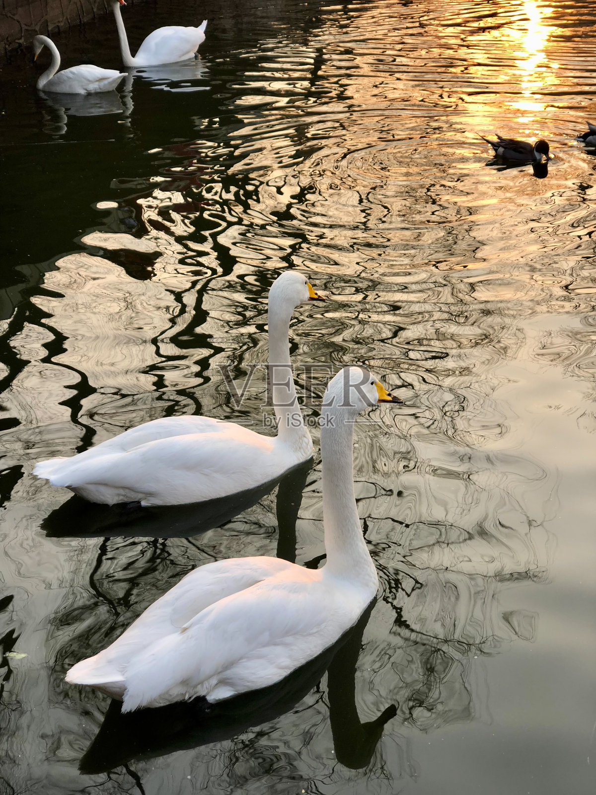 北京动物园日落时优雅的天鹅照片摄影图片