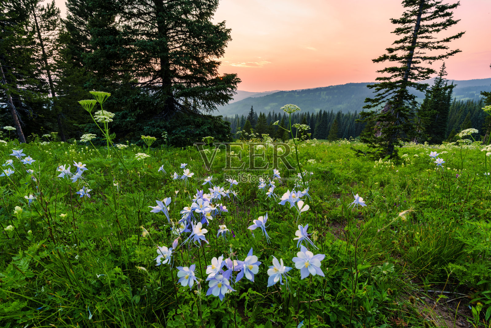 科罗拉多州落基山脉神奇的野花草地照片摄影图片