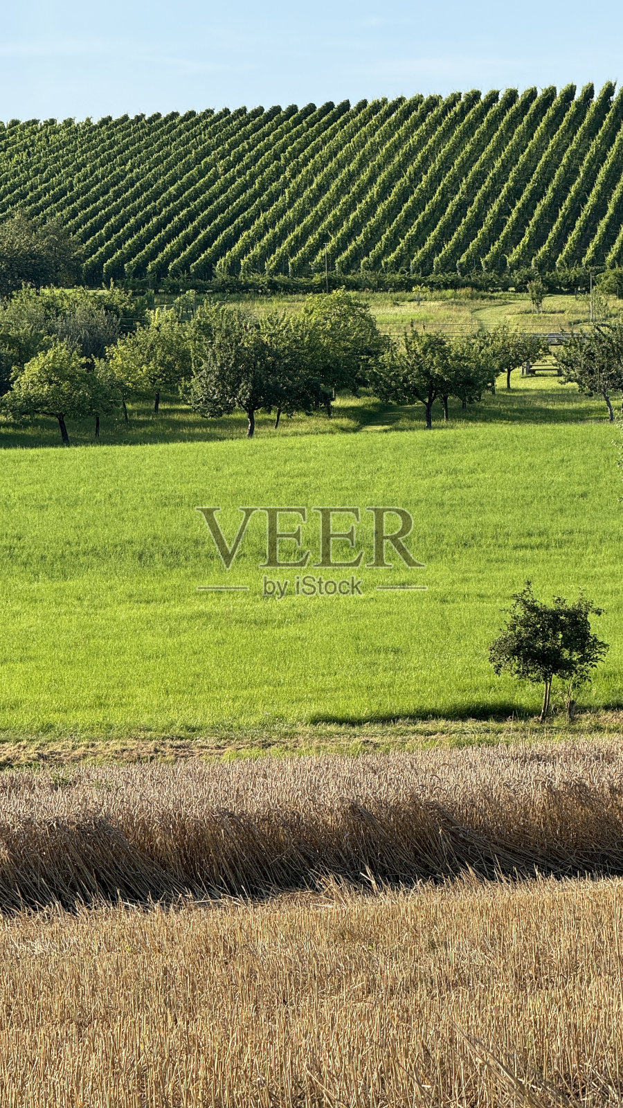 七月的葡萄园照片摄影图片