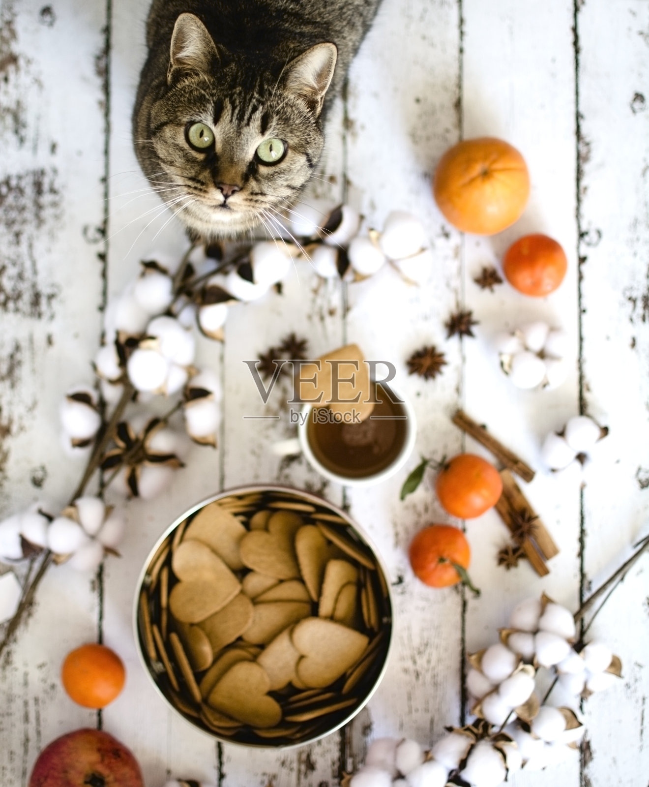 猫站在心形饼干和棉花的高角度视图照片摄影图片