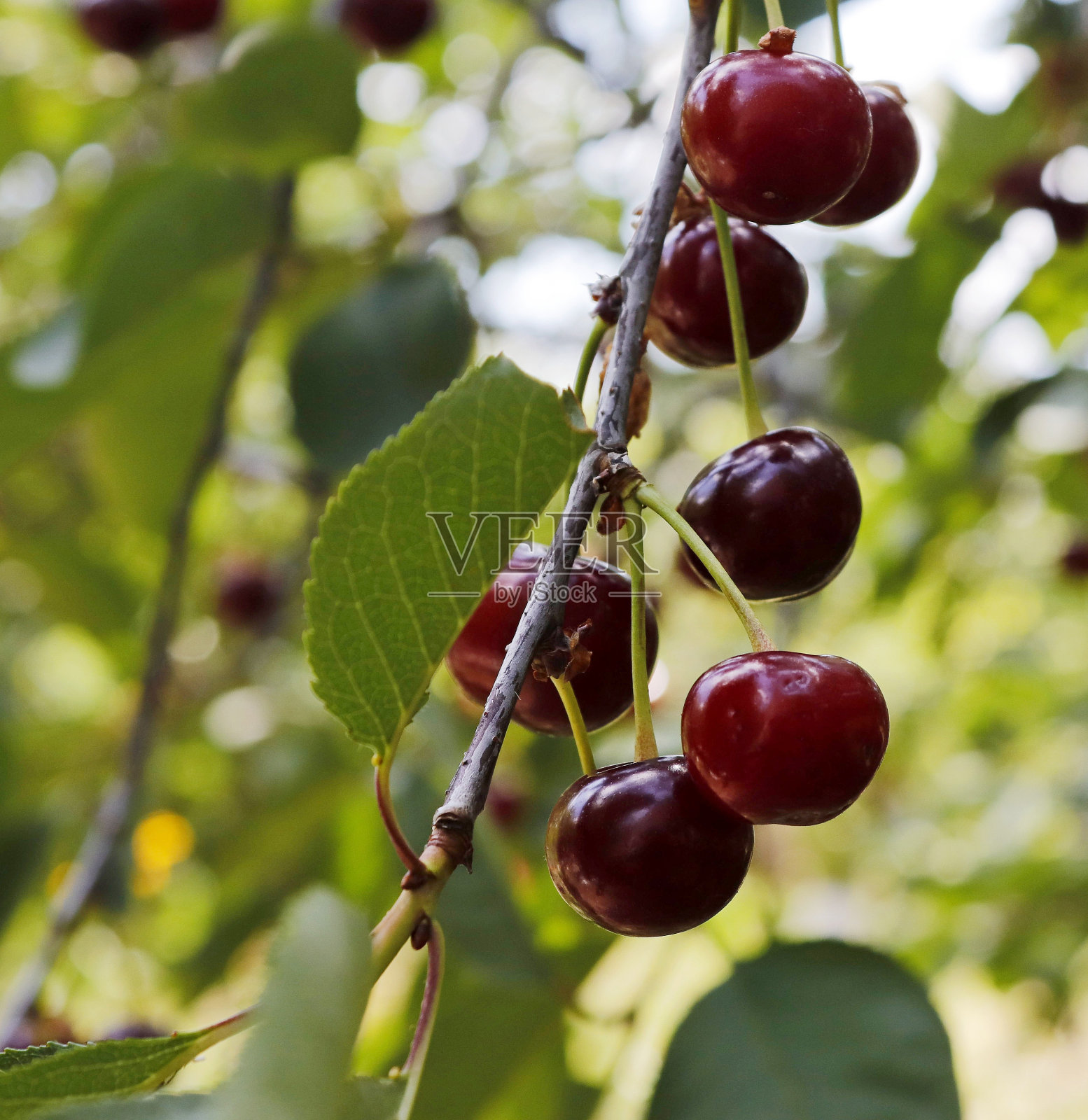 果实成熟的樱桃枝。照片摄影图片