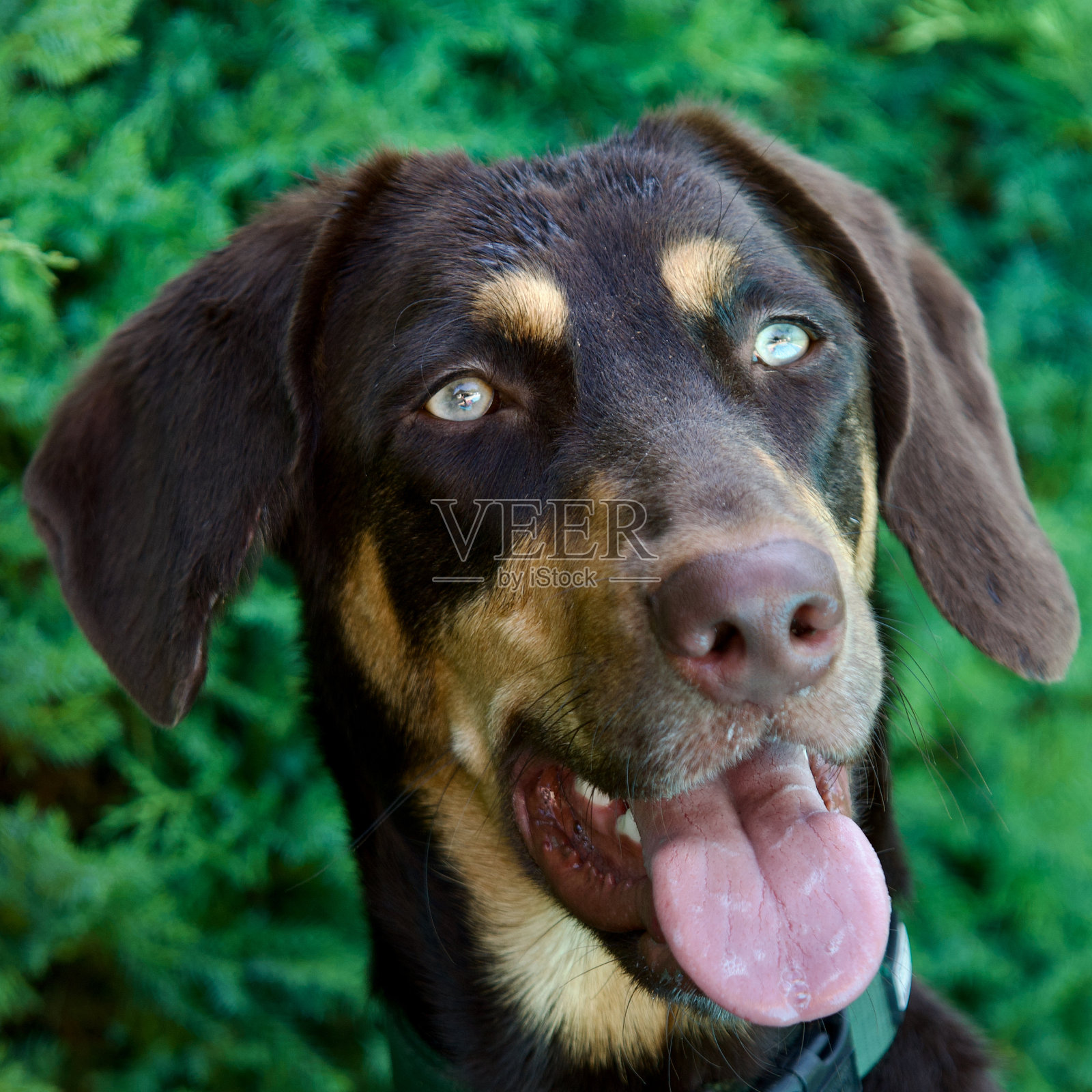 亮眼睛的狗照片摄影图片