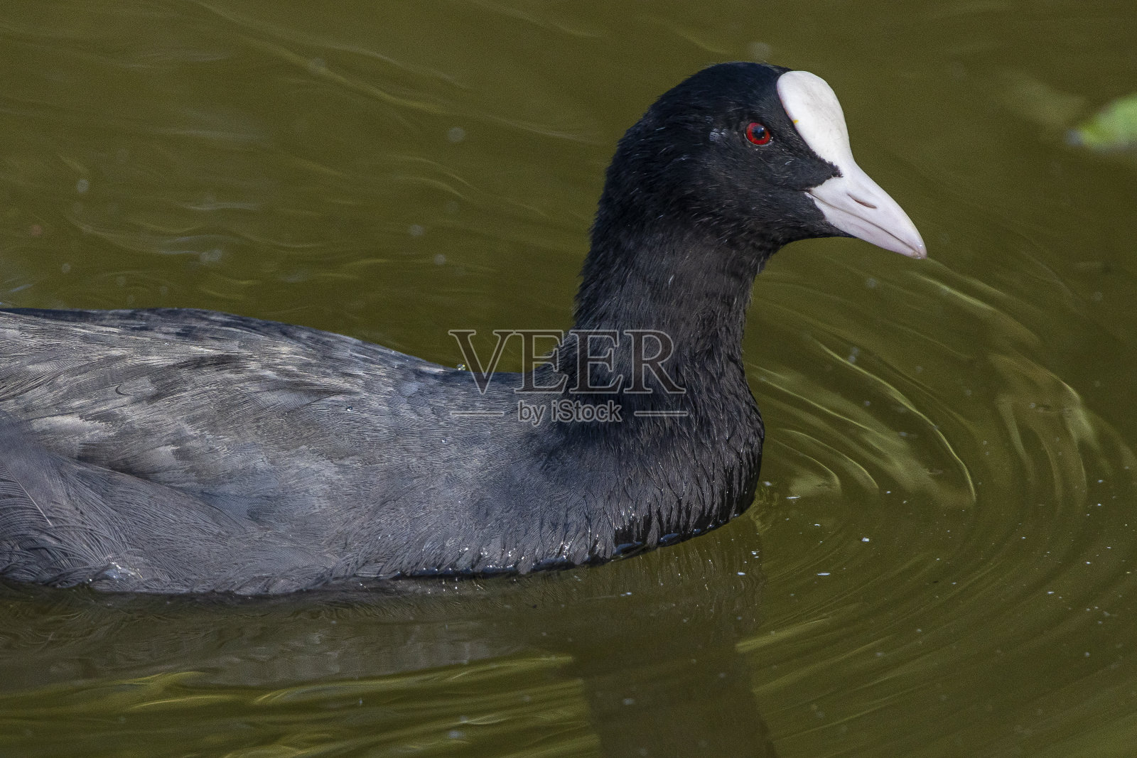 阳光下美丽的白骨顶照片摄影图片