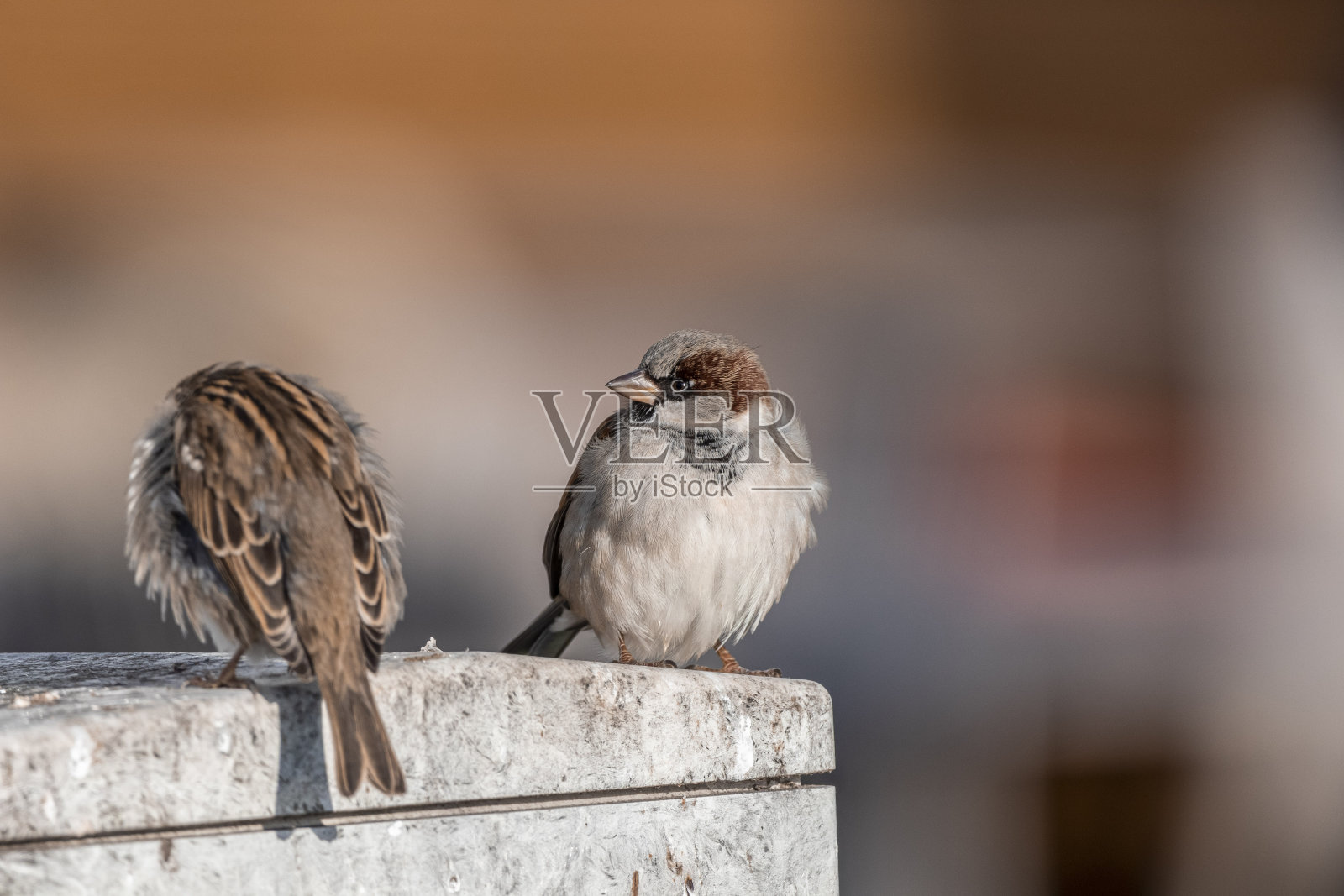 阳光下美丽的麻雀照片摄影图片
