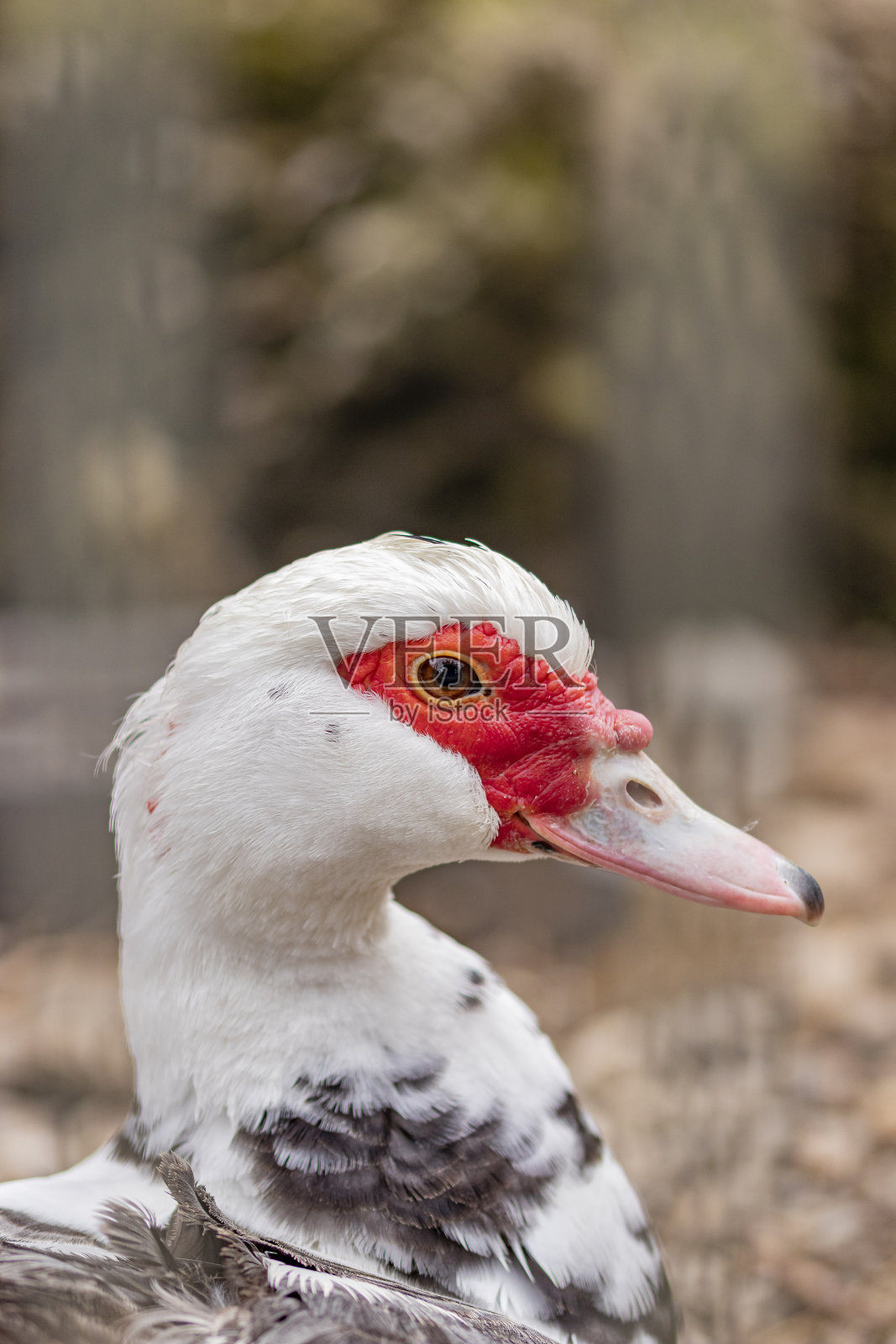 夏天的疣鸭照片摄影图片