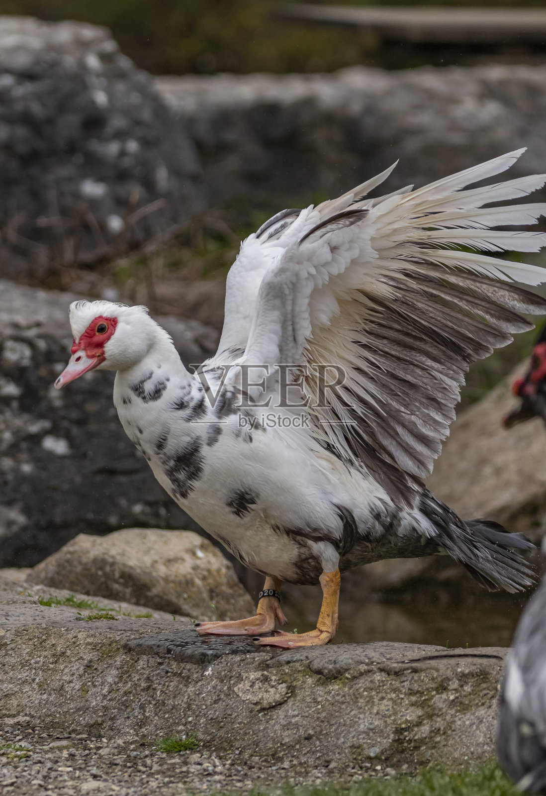 夏天的疣鸭照片摄影图片