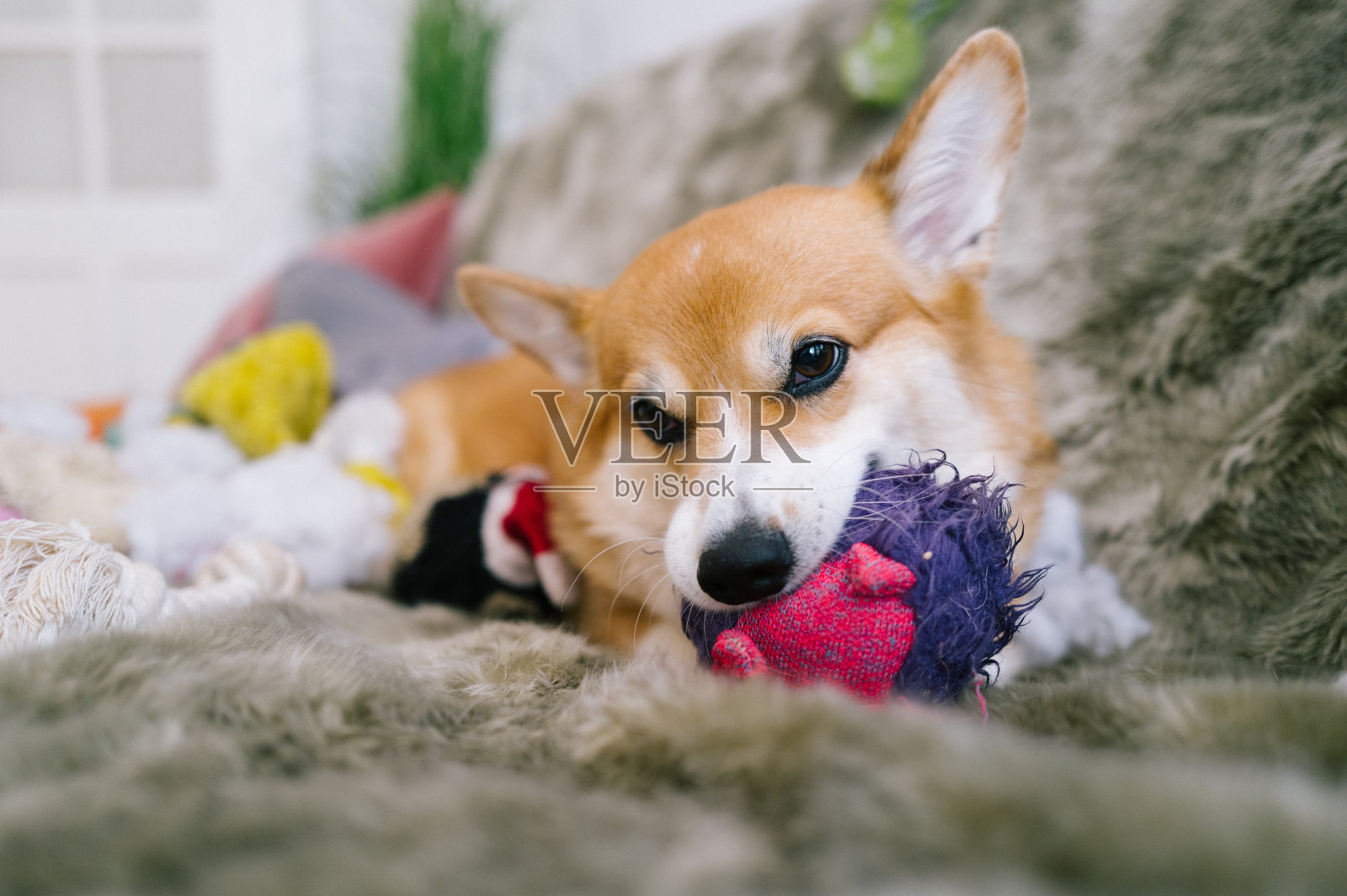 狗撕碎了狗的玩具照片摄影图片