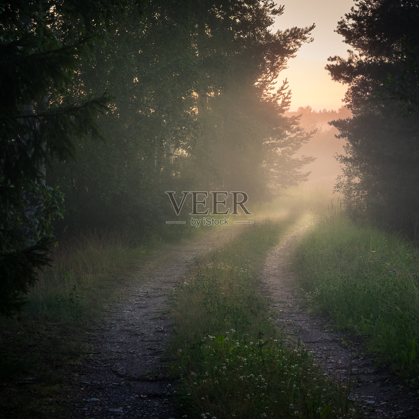 日落时田野上树木的风景照片摄影图片
