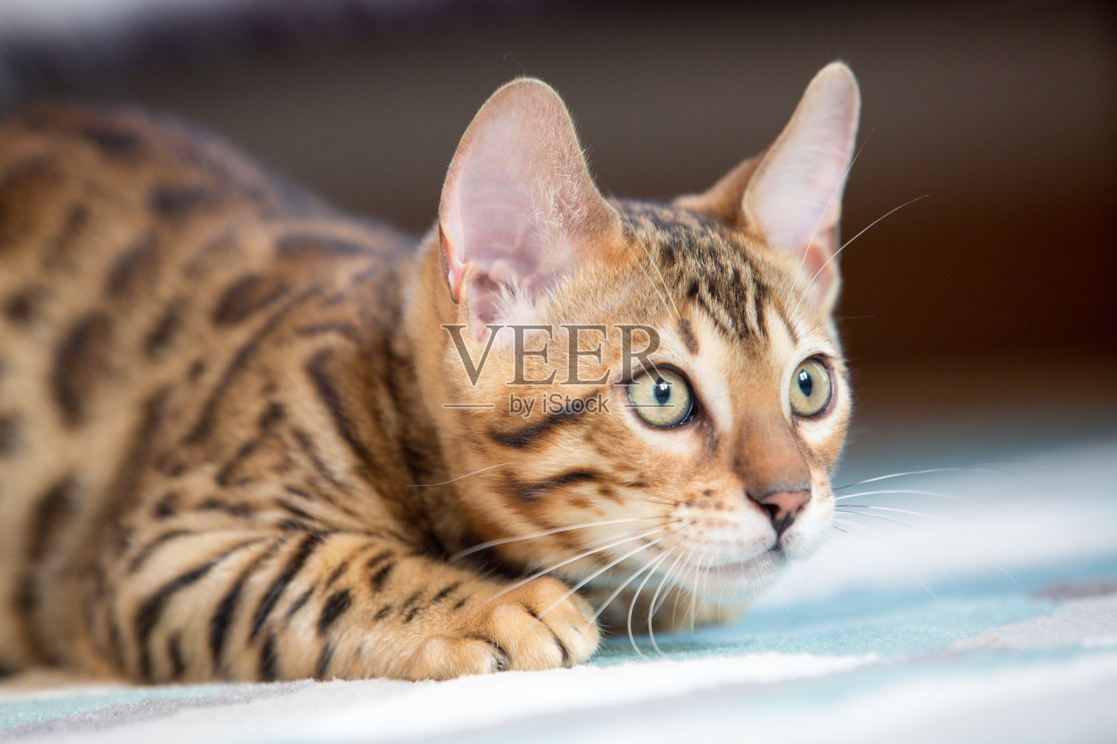 猫特写照片摄影图片