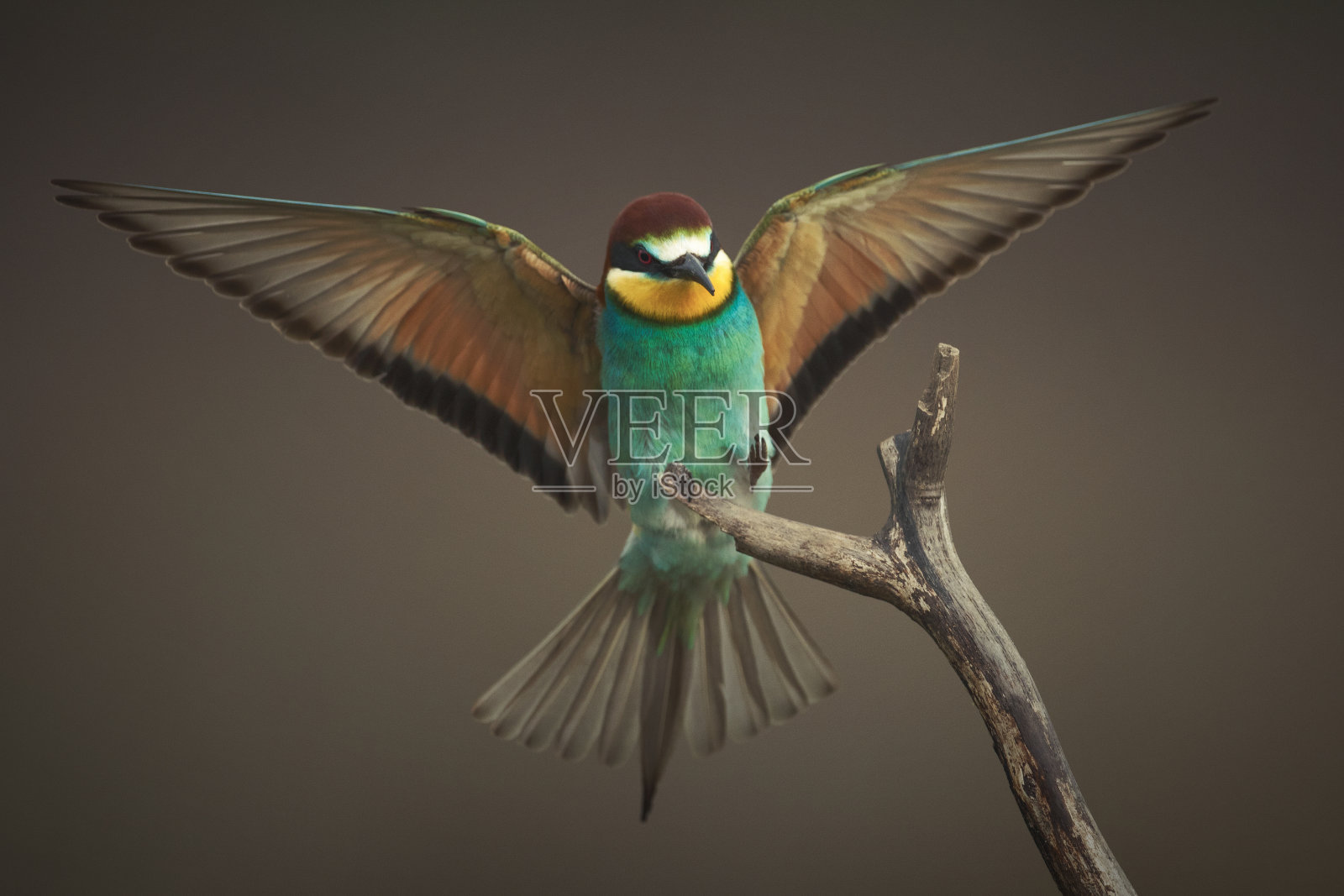 鸟儿栖息在树枝上的特写照片摄影图片