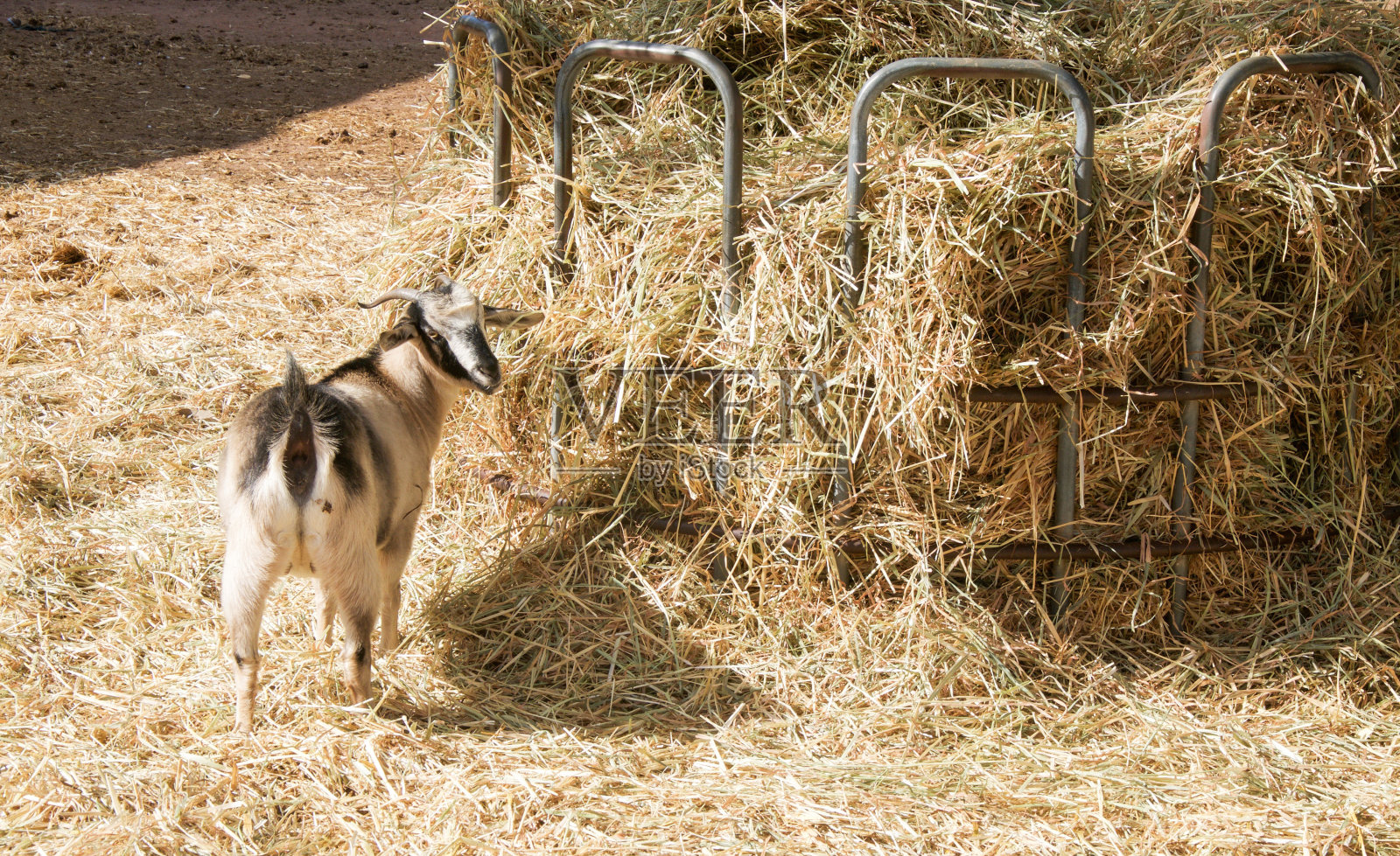 山羊站在田野的高角度视图照片摄影图片