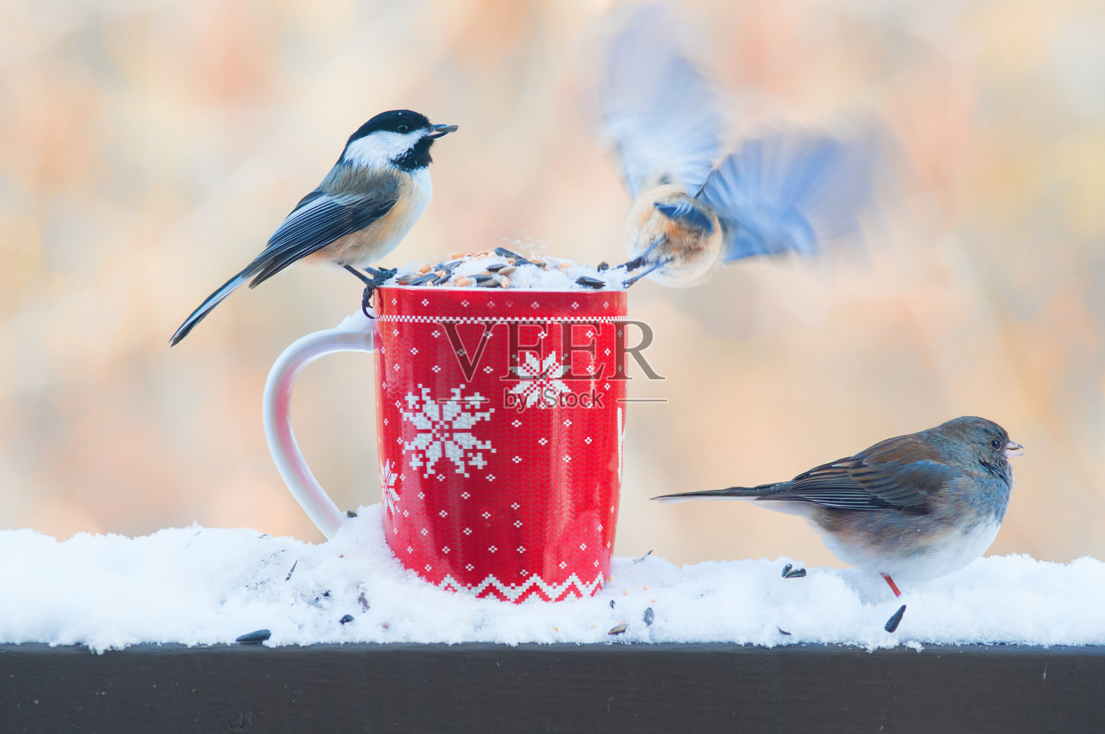 鸟儿栖息在咖啡杯上的特写照片摄影图片