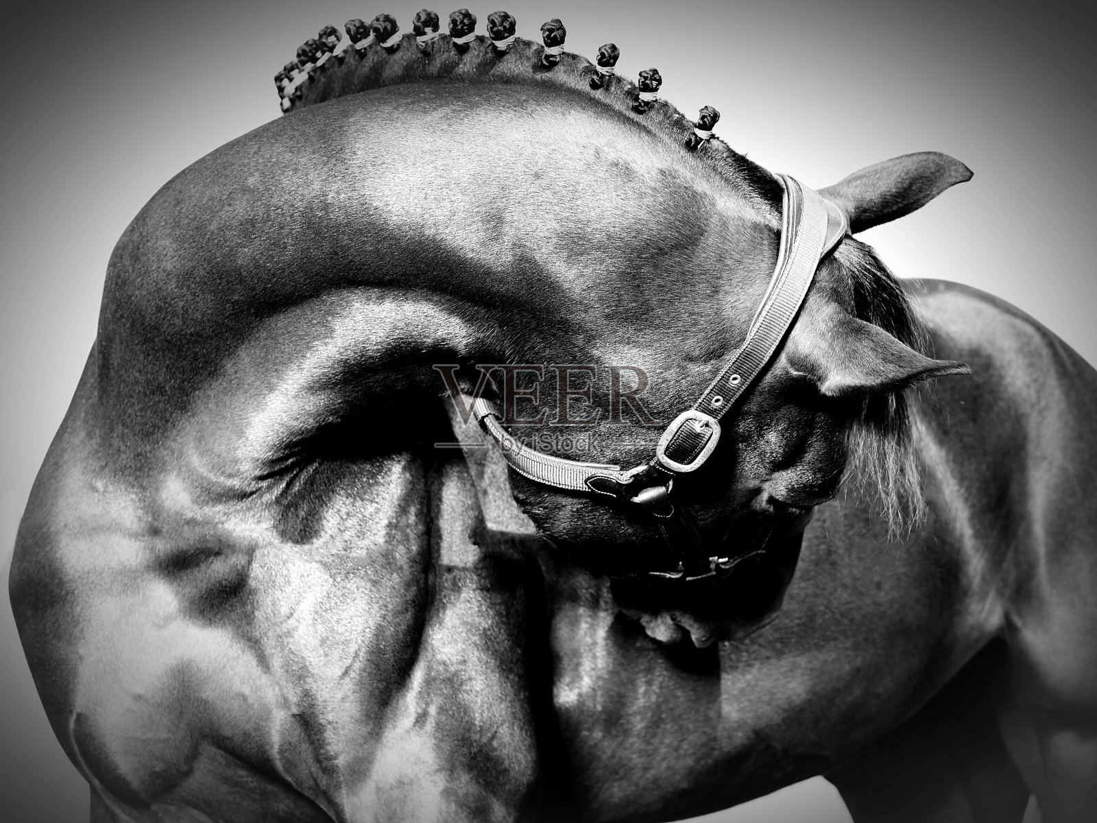 马特写照片摄影图片