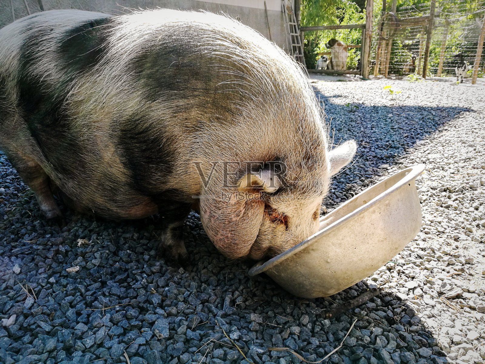 猪肉特写照片摄影图片