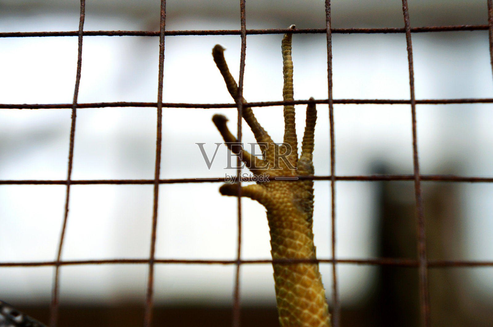 在笼子里的胡须龙的裁剪图像照片摄影图片