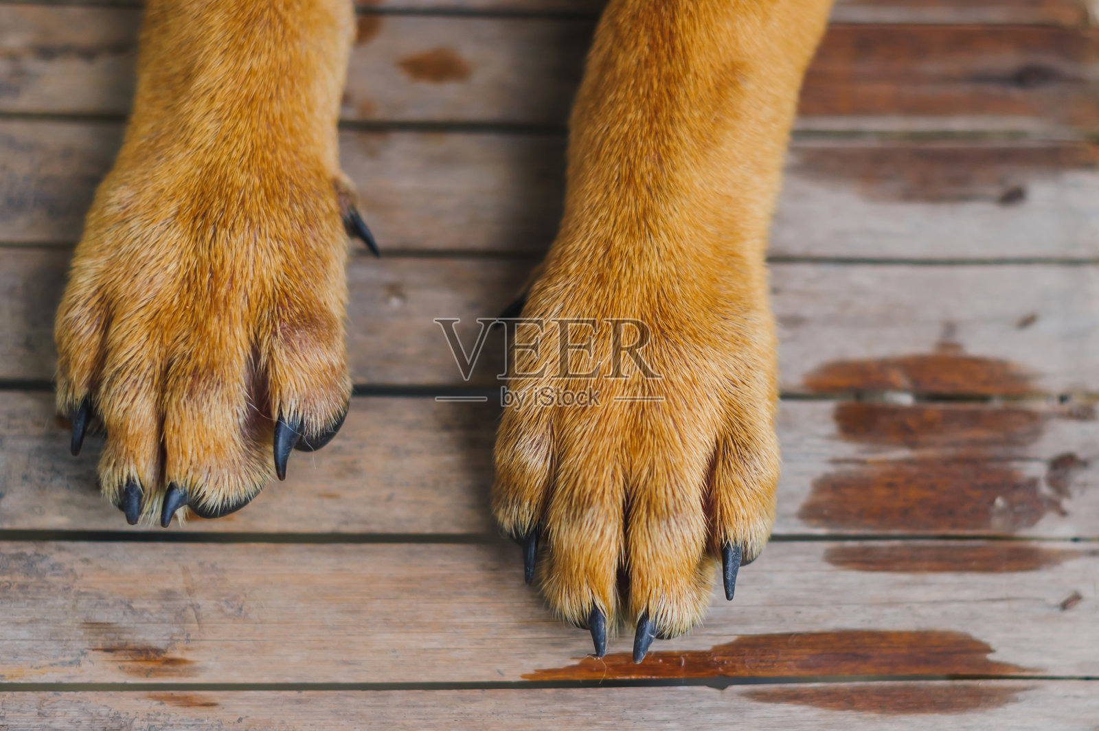 狗在地板上放松的低段照片摄影图片