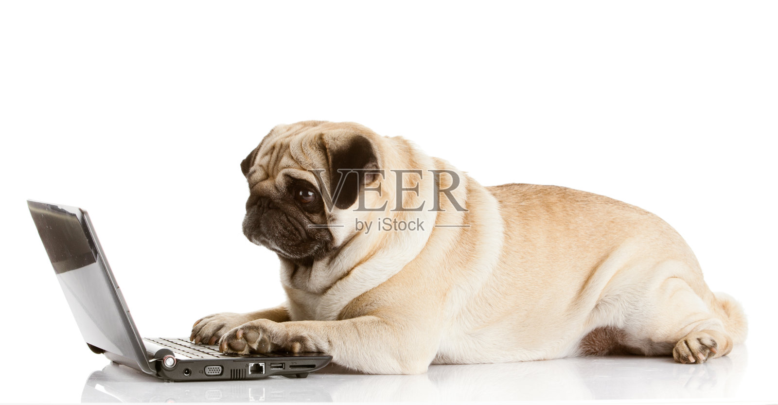 狗与笔记本电脑坐在白色背景的特写照片摄影图片